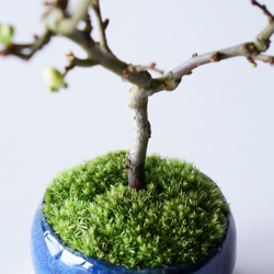 長寿梅【白花】のミニ盆栽｜藍のうつわ 7枚目の画像