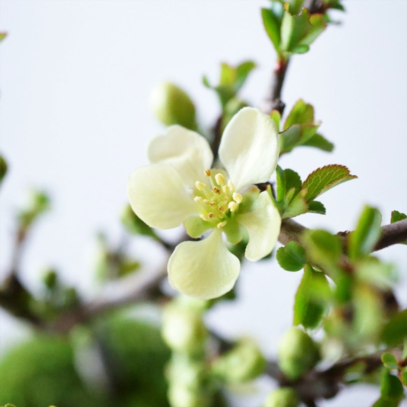 長寿梅【白花】のミニ盆栽｜藍のうつわ 5枚目の画像