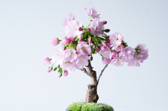 【送料無料】旭山桜のミニ盆栽｜桃色のうつわ（受け皿セット） 7枚目の画像