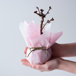 【送料無料】旭山桜のミニ盆栽｜桃色のうつわ（受け皿セット） 10枚目の画像