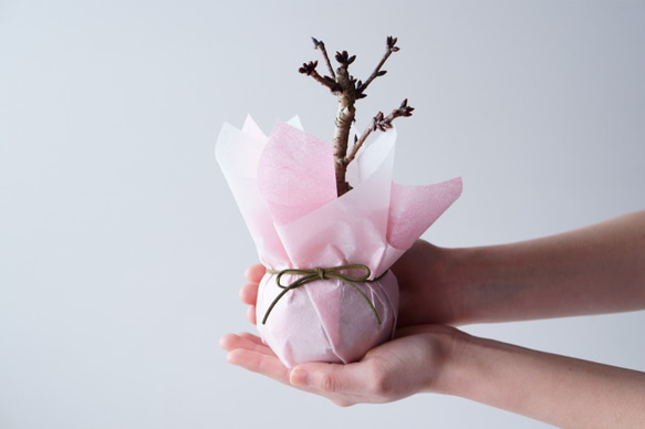 【送料無料】旭山桜のミニ盆栽｜桃色のうつわ（受け皿セット） 10枚目の画像