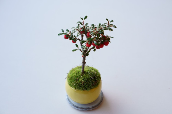 シロシタンのミニ盆栽｜檸檬色のうつわ 4枚目の画像