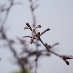 コロキアのミニ盆栽｜漂雲のうつわ 8枚目の画像