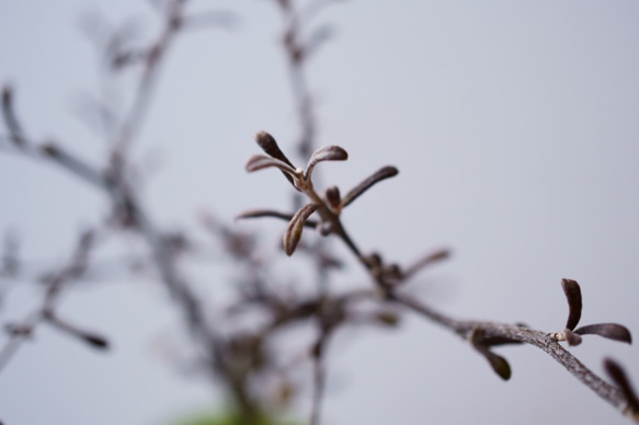 コロキアのミニ盆栽｜漂雲のうつわ 8枚目の画像