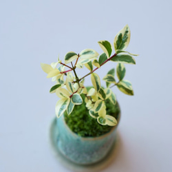 斑入りギンバイカのミニ盆栽｜結晶のうつわ 4枚目の画像