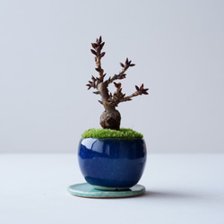 旭山桜のミニ盆栽｜藍色のうつわ 1枚目の画像