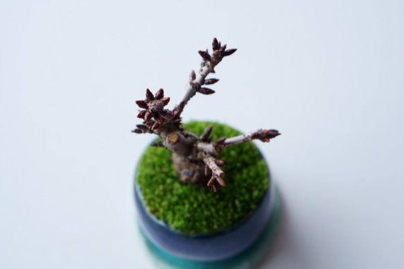 旭山桜のミニ盆栽｜藍色のうつわ 5枚目の画像