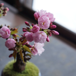 旭山桜のミニ盆栽｜藍色のうつわ 8枚目の画像