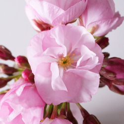 旭山桜のミニ盆栽｜藍色のうつわ 10枚目の画像
