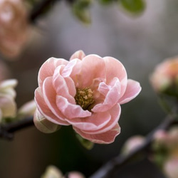 木瓜【ピンク花】のミニ盆栽｜桃色のうつわ 5枚目の画像