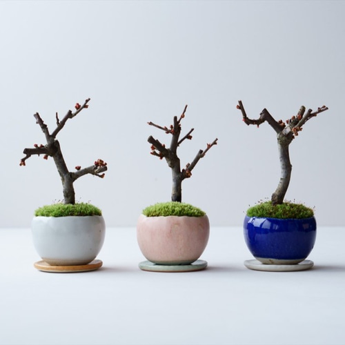 3setbotani4.jpg
