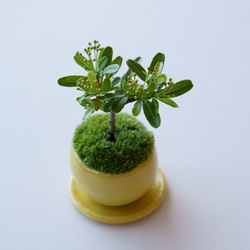 姫トキワサンザシのミニ盆栽｜檸檬色のうつわ 4枚目の画像