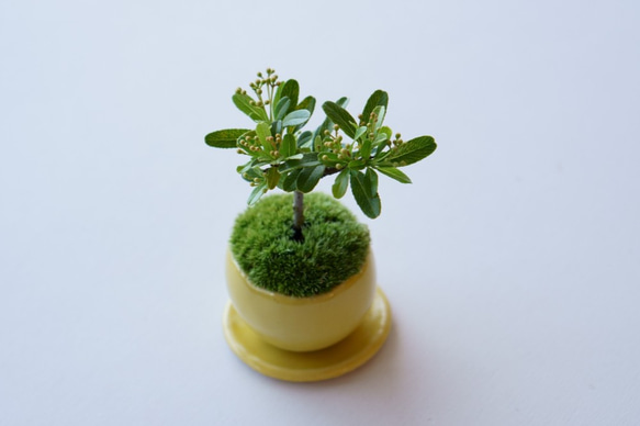 姫トキワサンザシのミニ盆栽｜檸檬色のうつわ 4枚目の画像
