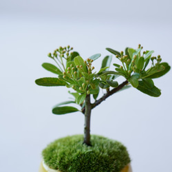 姫トキワサンザシのミニ盆栽｜檸檬色のうつわ 6枚目の画像