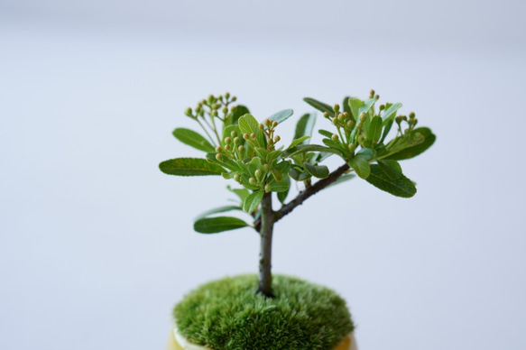 姫トキワサンザシのミニ盆栽｜檸檬色のうつわ 6枚目の画像