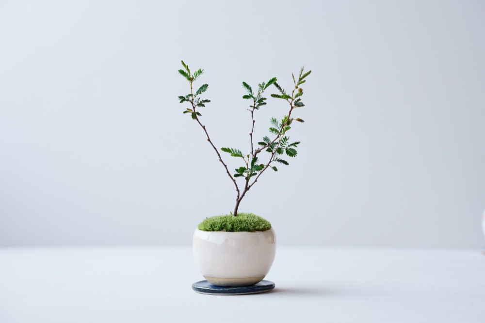 姫蘇鉄　盆栽　古木　希少 姫蘇鉄 盆栽 古木 年代物 - メルカリ