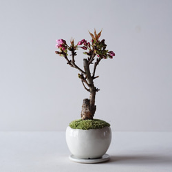 【送料無料】旭山桜のミニ盆栽｜白いうつわ（受け皿セット） 3枚目の画像