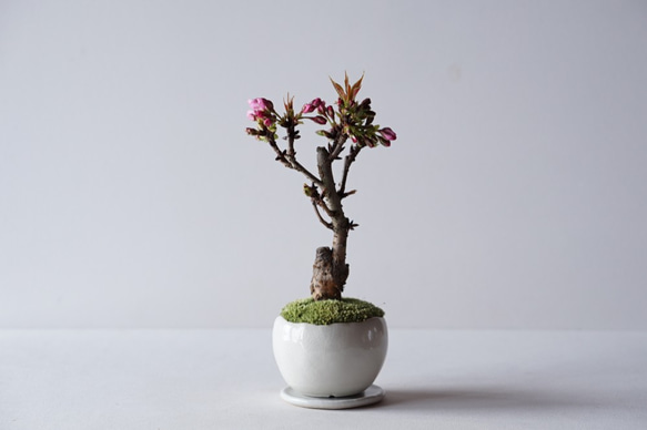 【送料無料】旭山桜のミニ盆栽｜白いうつわ（受け皿セット） 3枚目の画像