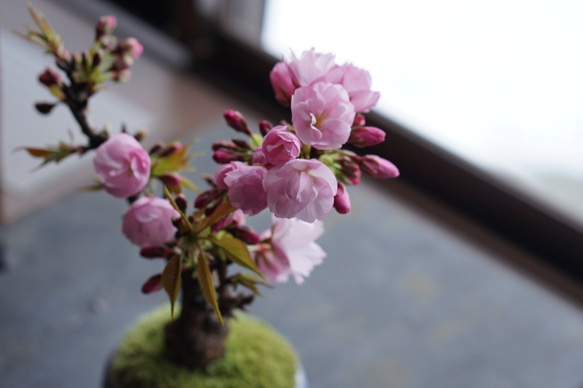 【送料無料】旭山桜のミニ盆栽｜白いうつわ（受け皿セット） 5枚目の画像