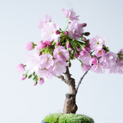 【送料無料】旭山桜のミニ盆栽｜白いうつわ（受け皿セット） 7枚目の画像
