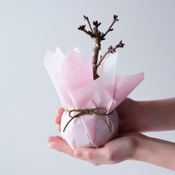 【送料無料】旭山桜のミニ盆栽｜白いうつわ（受け皿セット） 9枚目の画像