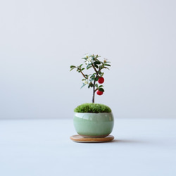 カマツカコケモモのミニ盆栽｜若草色のうつわ 1枚目の画像