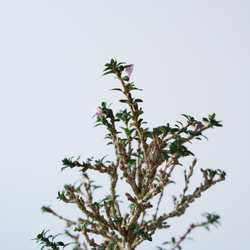 八房香丁木のミニ盆栽｜檸檬色のうつわ 7枚目の画像