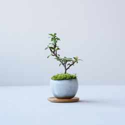 姫トキワサンザシのミニ盆栽｜萩のうつわ 1枚目の画像
