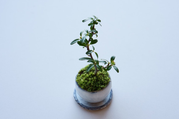 姫トキワサンザシのミニ盆栽｜萩のうつわ 4枚目の画像