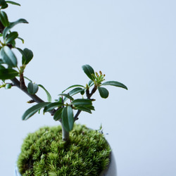 姫トキワサンザシのミニ盆栽｜萩のうつわ 7枚目の画像