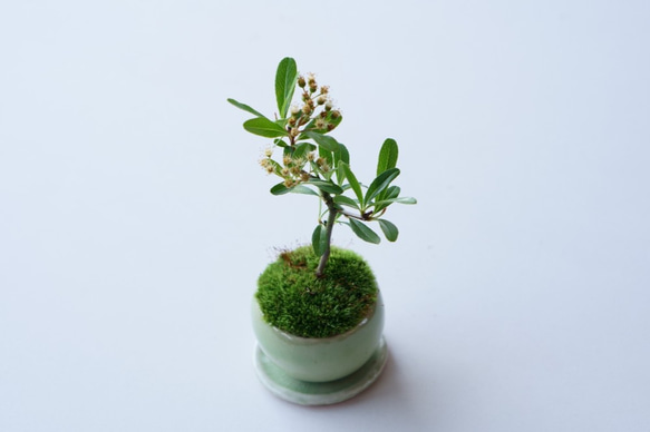 トキワサンザシのミニ盆栽｜若草色のうつわ 4枚目の画像