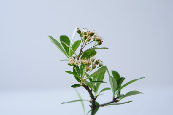トキワサンザシのミニ盆栽｜若草色のうつわ 9枚目の画像