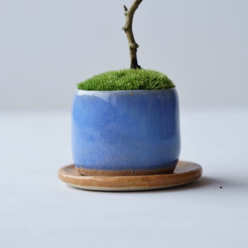 雲竜富士桜のミニ盆栽｜淡藤のうつわ 盆栽 Sekibokka 通販 11439313