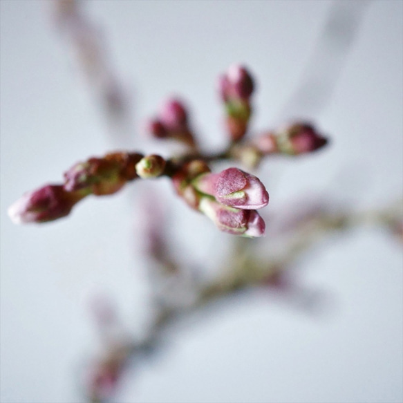 雲竜富士桜のミニ盆栽｜萩白のうつわ 6枚目の画像