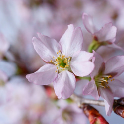 雲竜富士桜のミニ盆栽｜萩白のうつわ 7枚目の画像