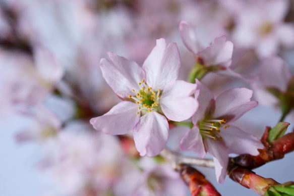 雲竜富士桜のミニ盆栽｜萩白のうつわ 7枚目の画像