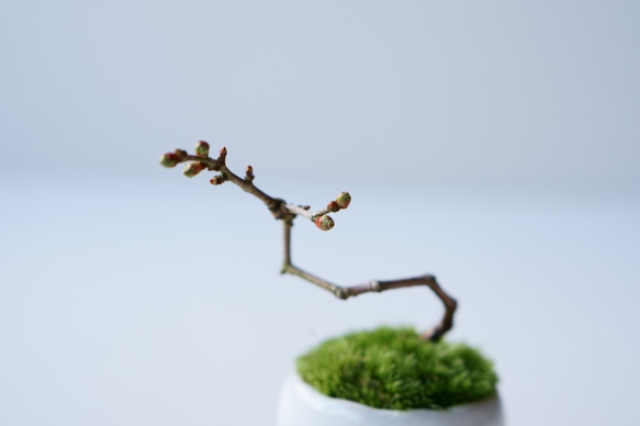 雲竜富士桜のミニ盆栽｜萩白のうつわ 9枚目の画像