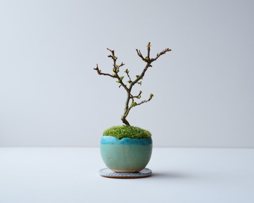 盆栽 ミニ盆栽 長寿梅 白花-1 楽天市場】盆栽 長寿梅 白花長寿梅 ミニ盆栽 万古焼鉢 ミニ長寿