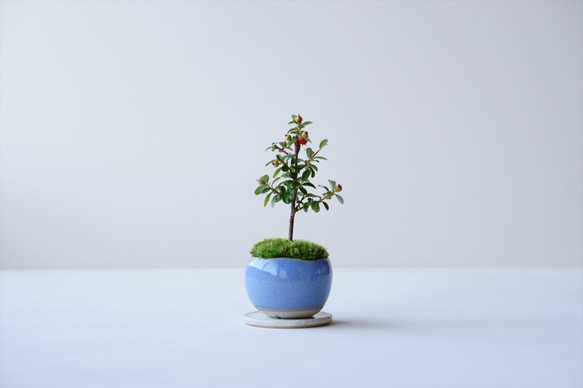カマツカコケモモのミニ盆栽｜淡藤のうつわ 2枚目の画像