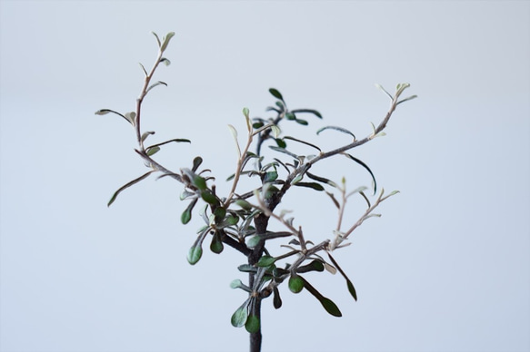 コロキアのミニ盆栽｜桃色のうつわ 6枚目の画像