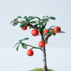 カマツカコケモモのミニ盆栽｜裏葉色のうつわ 5枚目の画像