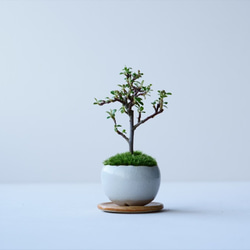 カマツカコケモモのミニ盆栽｜白いうつわ 2枚目の画像
