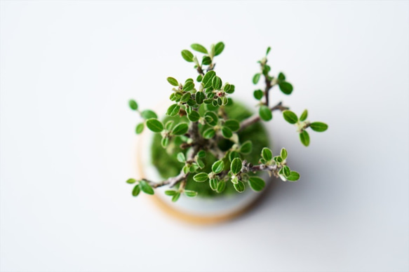 カマツカコケモモのミニ盆栽｜白いうつわ 6枚目の画像