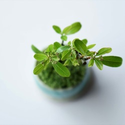 トキワサンザシのミニ盆栽｜氷青のうつわ 6枚目の画像