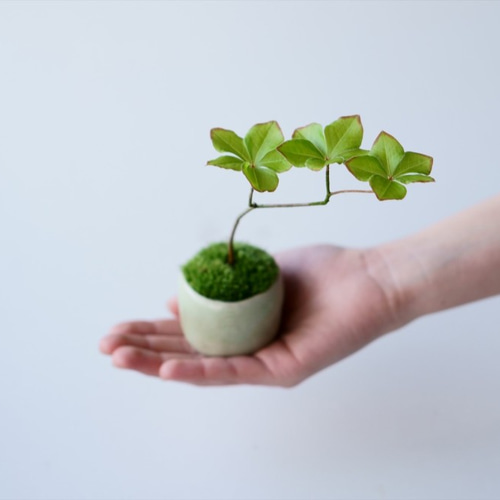 シロヤシオのミニ盆栽｜若草色のうつわ 盆栽 Sekibokka 通販 11720916