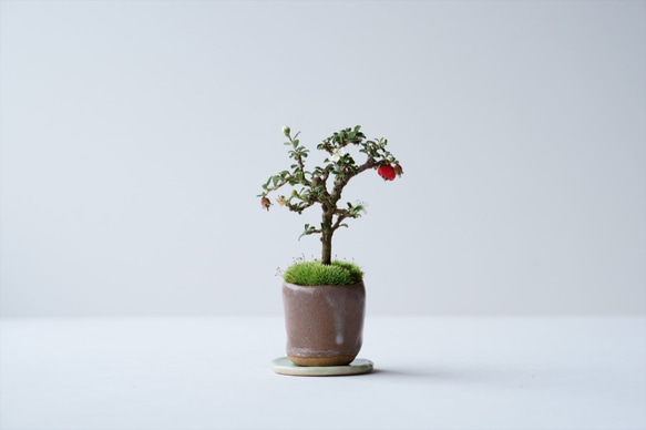 シロシタンのミニ盆栽｜茶色のうつわ 1枚目の画像
