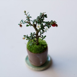 シロシタンのミニ盆栽｜茶色のうつわ 4枚目の画像