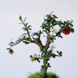 シロシタンのミニ盆栽｜茶色のうつわ 7枚目の画像