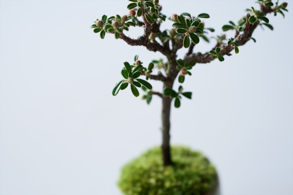シロシタンのミニ盆栽｜若草色のうつわ 7枚目の画像