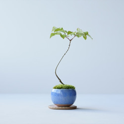 アオダモのミニ盆栽｜淡藤のうつわ 2枚目の画像
